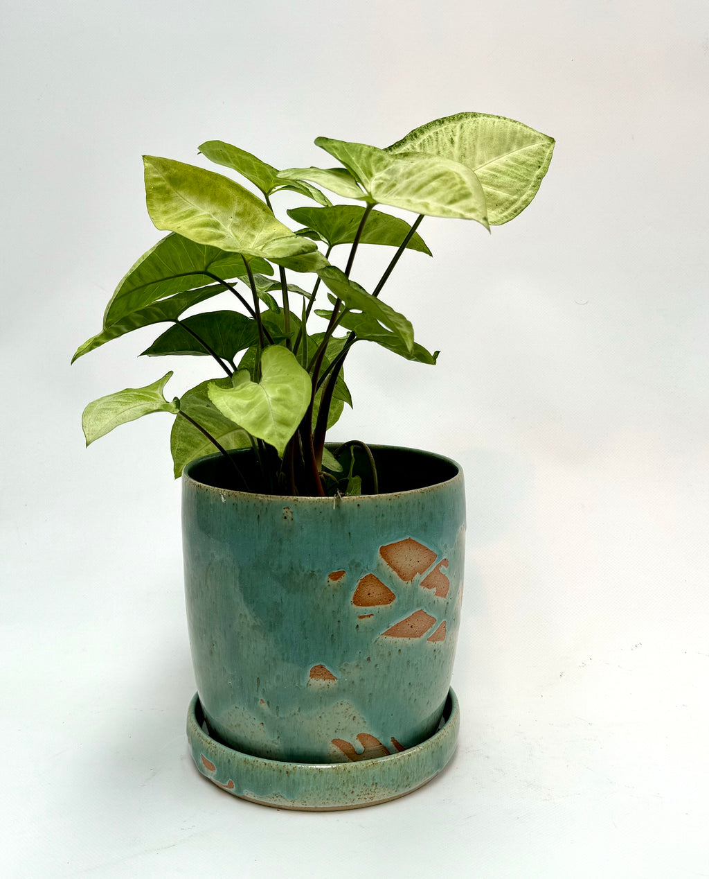 Green planter - medium